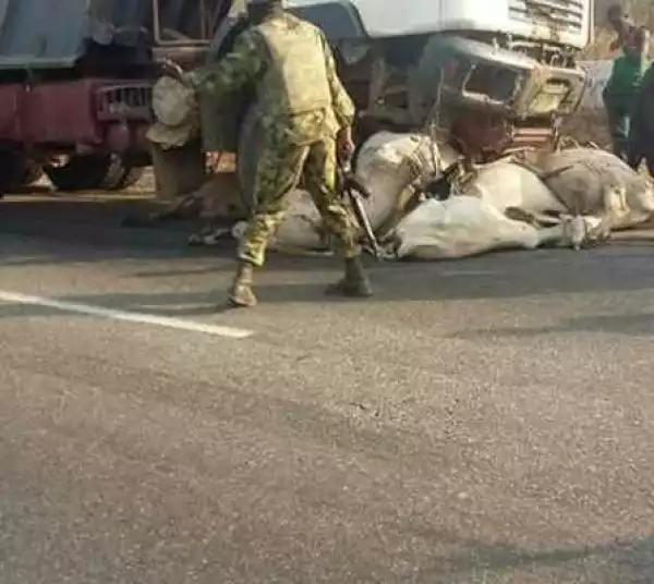 Gridlock as truck smashes cattle to death along Keffi-Abuja expressway [PHOTOS]